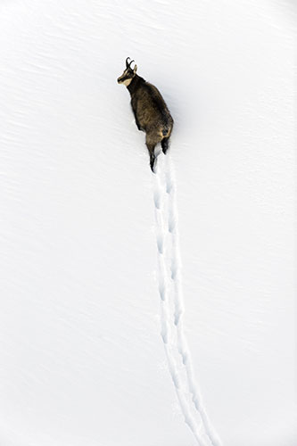 Wild Europe: Chamois in deep snow