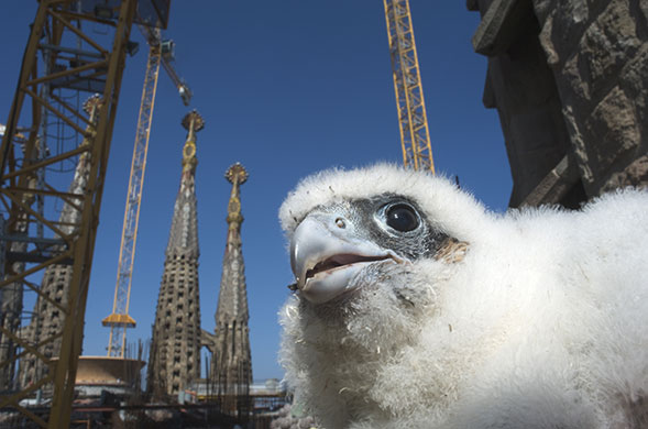 Wild Europe: Peregrine falcon chic