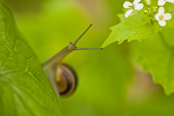 Wild Europe: A snail on garlic mustard leaves
