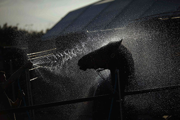 24 Hours in Pics: An Andalusian horseman washes his Spanish thoroughbred horse