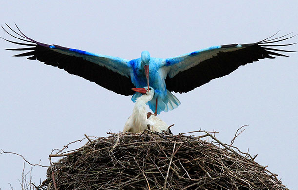 24 hours : Biegen, Germany: A stork covered in a light blue colour