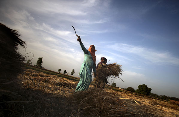 24 hours in pictures: Sanga, India: Farm workers harvest a wheat field in Punjab