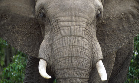 African elephant
