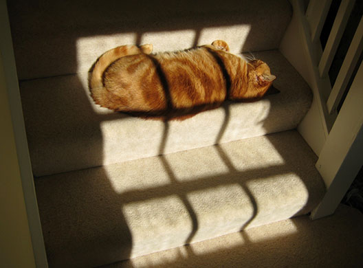 In Pictures: Pattern: cat sleeping on stair