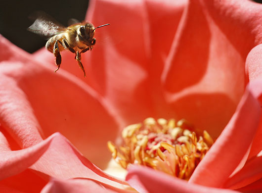 Week in Wildlife: A bee collects nectar from a flower at a public park in Amman