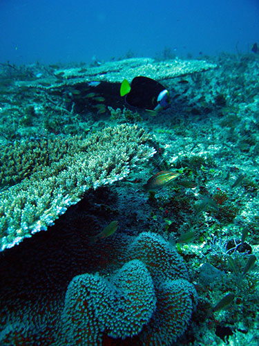 Week in Wildlife: Oil spill: marine life near Douglas Shoals, Great Barrier Reef, Australia
