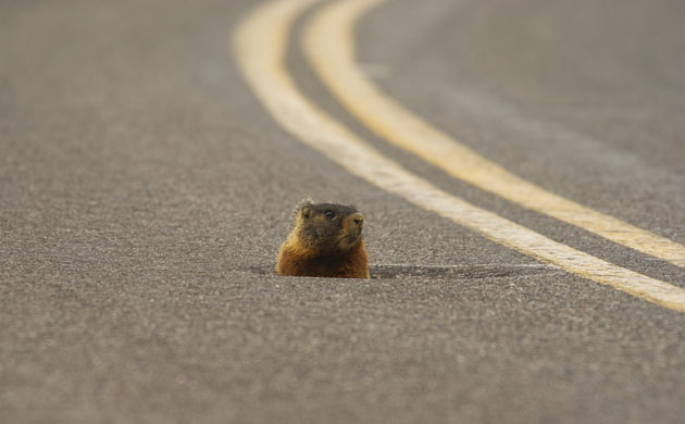 Week in Wildlife: Yellow-bellied marmot, Montana, America - Mar 2010