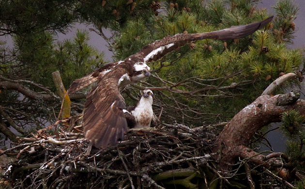 Week in Wildlife: Oldest Osprey Lays Its 56th Egg, Lowes Wildlife Reserve, Dunkeld, Scotland