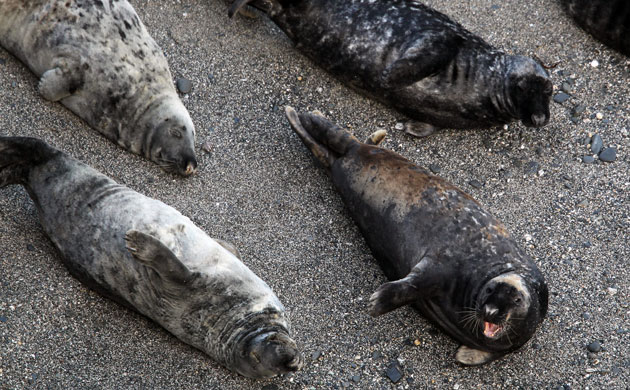 Week in Wildlife: National Seal Sanctuary Releases Rescued Pups Back Into The Wild