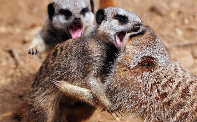Week in Wildlife: Meerkats fight at Twycross Zoo