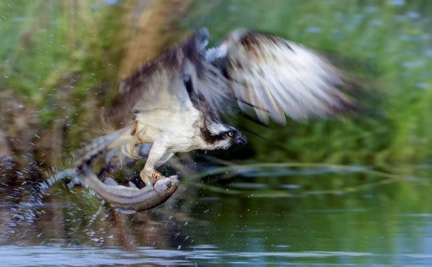 Week in Wildlife: This is the dramatic moment an osprey swooped down and snatched a trout