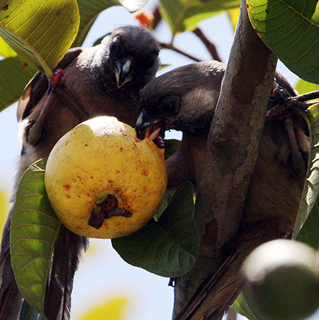 Week in Wildlife: A pair of Brown Mouse Bird feed on Guava fruit on a tree, in Nairobi, Kenya