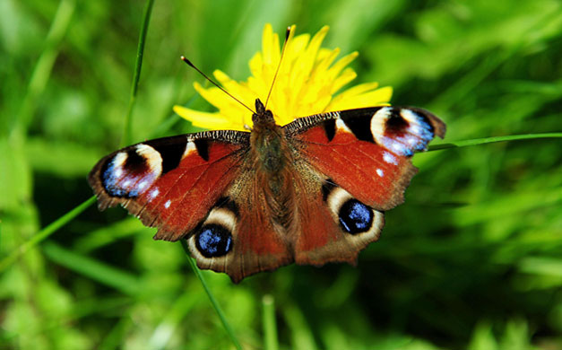 Week in Wildlife: A butterfly lands on a dandelion