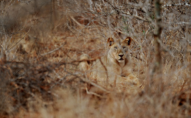 Week in wildlife: KENYA-LIONS-ENVIRONMENT