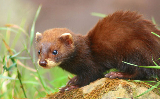 Week in wildlife: Wild Ferrets Are Spreading Throughout the Island of La Palma