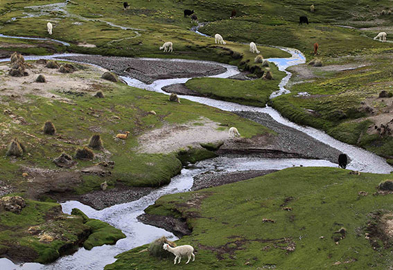 Week in wildlife: Llamas graze in a valley at the base of the Sajama