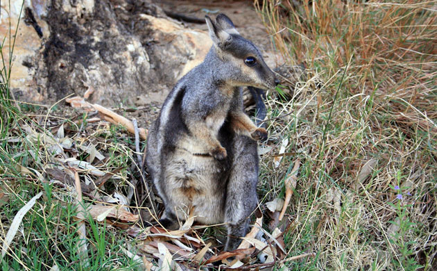 Week in wildlife: black-footed rock wallaby, Australia