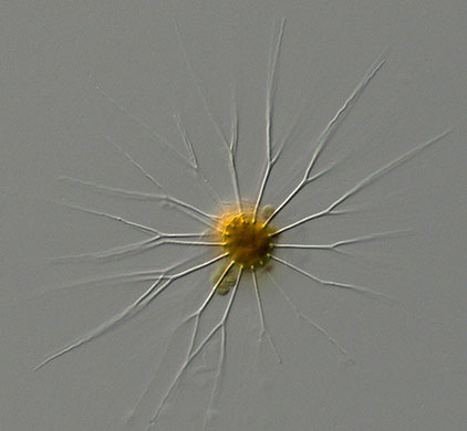 Census Marine Life: Census of Hard-to-See Marine Life : Bacteriastrum