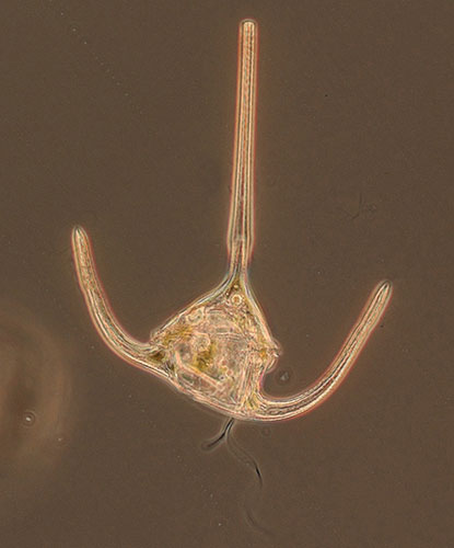 Census Marine Life: Census of Hard-to-See Marine Life : Ceratium longipes