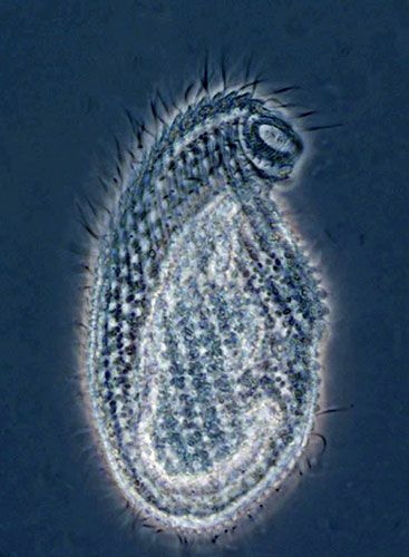 Census Marine Life: Census of Hard-to-See Marine Life : Cryptopharynx