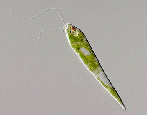 Census Marine Life: Census of Hard-to-See Marine Life : Eutreptiella