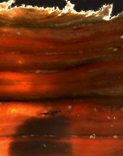 Census Marine Life: Census of Hard-to-See Marine Life : microbial mat