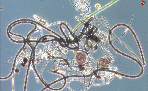 Census Marine Life: Census of Hard-to-See Marine Life : a collection of bacteria