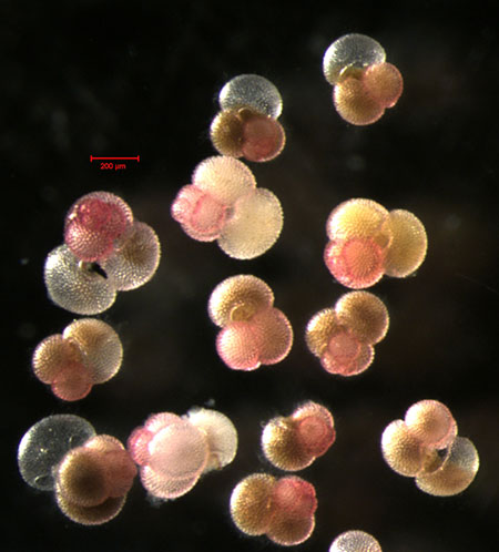 Census Marine Life: Census of Hard-to-See Marine Life : planktonic foraminifera
