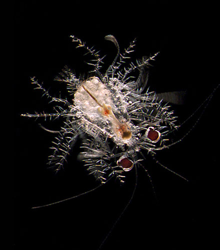 Census Marine Life: Census of Hard-to-See Marine Life : larval spider crab