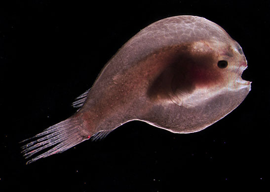 Census Marine Life: Census of Hard-to-See Marine Life : larvae of many deep-sea fish