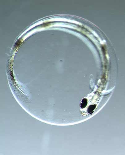 Census Marine Life: Census of Hard-to-See Marine Life : larvae fish