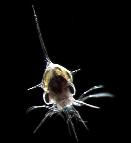 Census Marine Life: Census of Hard-to-See Marine Life : first larval stage of a crab