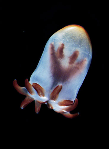 Census Marine Life: Census of Hard-to-See Marine Life : larval tube-anemone