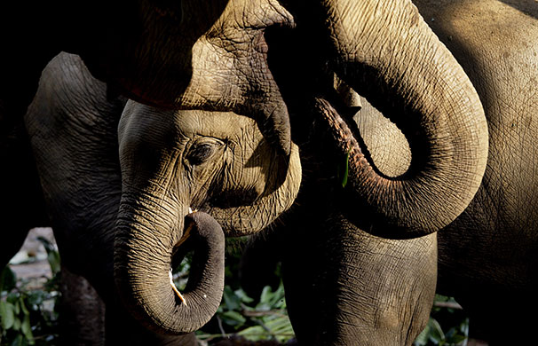 24 hours in pictures: Pinnawela, Sri Lanka: Elephants eat at an elephant orphanage 