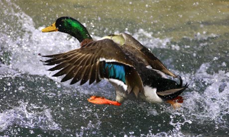 Wild duck