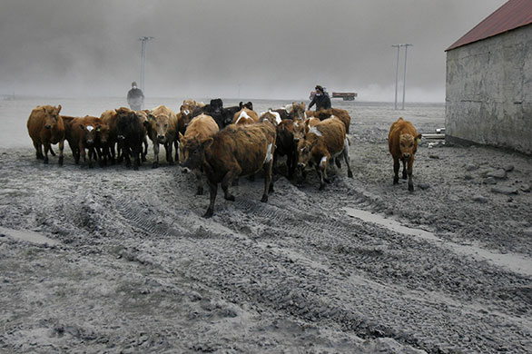Volcano in Iceland: Farmers rescue cattle from exposure to the volcanic ash in Nupur