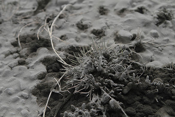 Volcano in Iceland: Ash covers vegetation in Eyjafjallasveit, southern Iceland