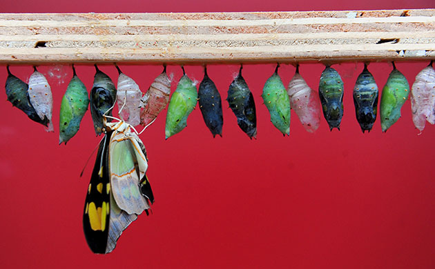 Eyewitness: A butterfly emerges from a cocoon at the Butterfly Explorers exhibition 