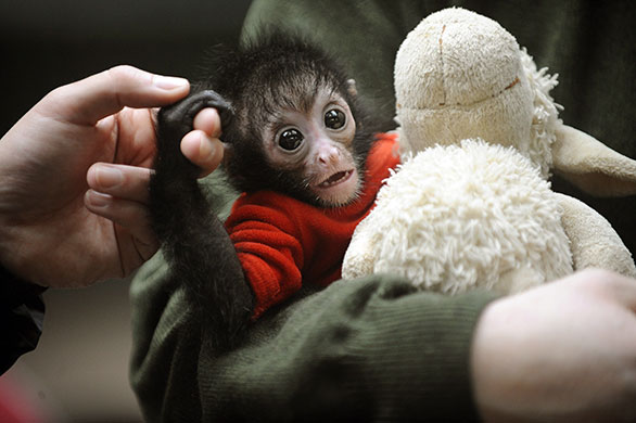 24 hours: Wuppertal, Germany: A black-headed spider monkey baby called Azusa