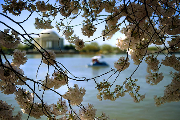 24 hours: Washington DC, USA: A paddle boat drifts by the Thomas Jefferson Memorial 