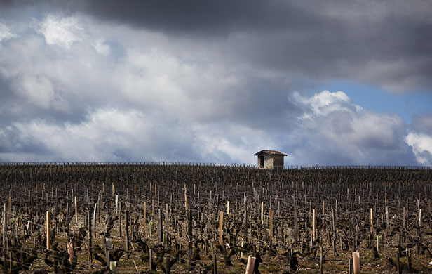 Wine tasting in Bordeaux: Vineyards near Château Lafite Rothschild, Bordeaux