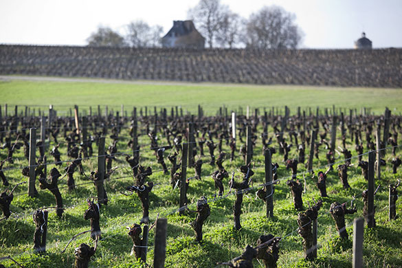 Wine tasting in Bordeaux: Vineyards at Château Haut-Bages Libéral, Bordeaux