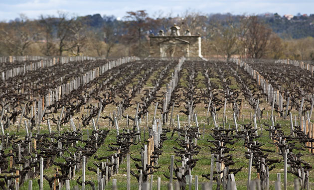Wine tasting in Bordeaux: Vineyards in Margaux, Bordeaux