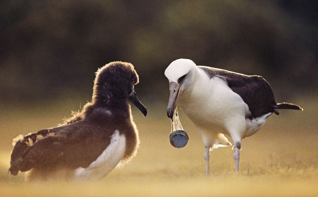 Top 10 Ecocides: Laysan Albatross Carrying Bottle Cap