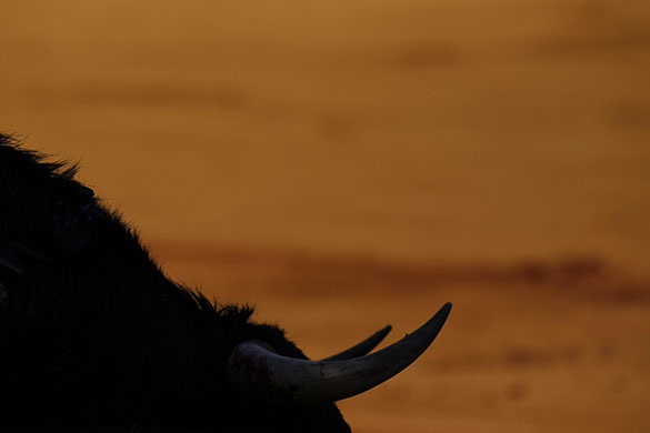 24 hours in pictures: A bull is seen during a bullfight in Seville