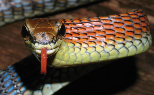 Borneo’s New World: Newly Discovered Species in the Heart of Borneo WWF report