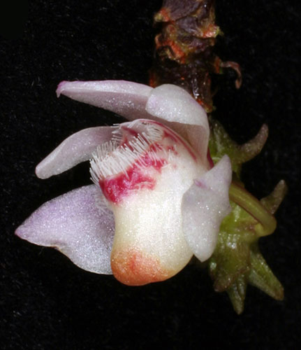 Borneo’s New World: Newly Discovered Species in the Heart of Borneo WWF report