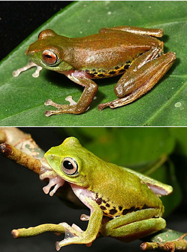 Borneo’s New World: Newly Discovered Species in the Heart of Borneo WWF report