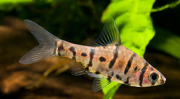 Borneo’s New World: Newly Discovered Species in the Heart of Borneo WWF report