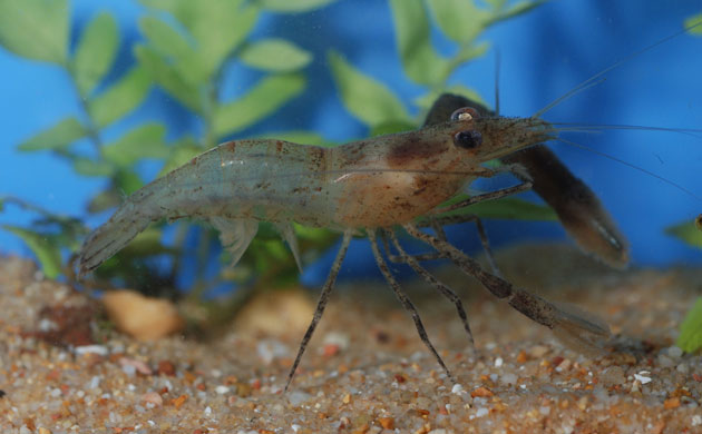 Borneo’s New World: Newly Discovered Species in the Heart of Borneo WWF report